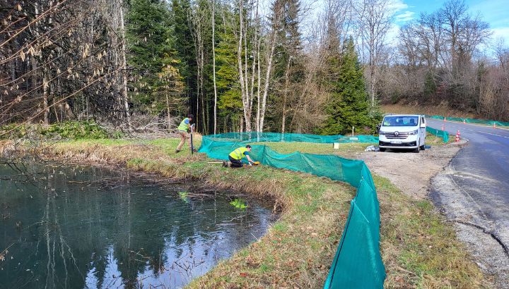 Sauvegarde des amphibiens à Saules
